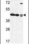 LFNG O-Fucosylpeptide 3-Beta-N-Acetylglucosaminyltransferase antibody, PA5-26532, Invitrogen Antibodies, Western Blot image 