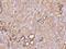 Rho Guanine Nucleotide Exchange Factor 39 antibody, 201965-T08, Sino Biological, Immunohistochemistry paraffin image 