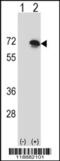 BLNK antibody, 57-040, ProSci, Western Blot image 
