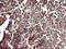 Uracil Phosphoribosyltransferase Homolog antibody, LS-C338256, Lifespan Biosciences, Immunohistochemistry frozen image 