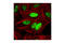 Jun Proto-Oncogene, AP-1 Transcription Factor Subunit antibody, 9165L, Cell Signaling Technology, Immunocytochemistry image 