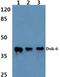 Docking Protein 6 antibody, PA5-36322, Invitrogen Antibodies, Western Blot image 