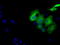 SDH antibody, TA500785, Origene, Immunofluorescence image 