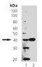 Synaptophysin antibody, ADI-905-782-100, Enzo Life Sciences, Western Blot image 