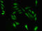 DNA Primase Subunit 1 antibody, LS-C397053, Lifespan Biosciences, Immunofluorescence image 
