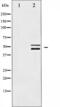 ShcA antibody, abx011518, Abbexa, Western Blot image 