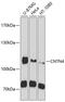 Contactin-4 antibody, GTX65586, GeneTex, Western Blot image 
