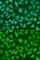 X-Ray Repair Cross Complementing 2 antibody, A1800, ABclonal Technology, Immunofluorescence image 