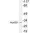 Homeobox protein Hox-B5 antibody, LS-C199889, Lifespan Biosciences, Western Blot image 