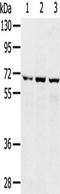 Sodium/glucose cotransporter 4 antibody, TA351708, Origene, Western Blot image 