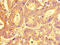 Solute Carrier Family 29 Member 1 (Augustine Blood Group) antibody, CSB-PA857875LA01HU, Cusabio, Immunohistochemistry frozen image 