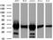 Thymidylate Synthetase antibody, UM800119CF, Origene, Western Blot image 