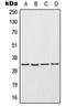 Endonuclease G, mitochondrial antibody, orb213893, Biorbyt, Western Blot image 