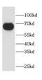Calpain 6 antibody, FNab01216, FineTest, Western Blot image 