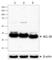 BCL10 Immune Signaling Adaptor antibody, 684702, BioLegend, Western Blot image 