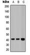 Baculoviral IAP repeat-containing protein 1 antibody, orb74546, Biorbyt, Western Blot image 