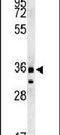 Family With Sequence Similarity 49 Member A antibody, PA5-25278, Invitrogen Antibodies, Western Blot image 