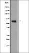 Nuclear Receptor Subfamily 2 Group C Member 2 antibody, orb335054, Biorbyt, Western Blot image 