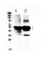 S-arrestin antibody, PA5-79953, Invitrogen Antibodies, Western Blot image 