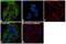 ATP Citrate Lyase antibody, PA5-29495, Invitrogen Antibodies, Immunofluorescence image 