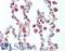 Caveolae Associated Protein 3 antibody, LS-B10619, Lifespan Biosciences, Immunohistochemistry paraffin image 