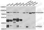 Quinone oxidoreductase PIG3 antibody, A7576, ABclonal Technology, Western Blot image 