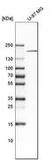 Dedicator of cytokinesis protein 3 antibody, HPA037543, Atlas Antibodies, Western Blot image 