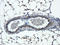 Forkhead Box G1 antibody, orb329553, Biorbyt, Immunohistochemistry paraffin image 