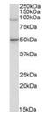 ATPase WRNIP1 antibody, orb18850, Biorbyt, Western Blot image 