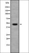 Ribosomal Protein L4 antibody, orb337931, Biorbyt, Western Blot image 