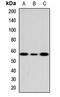 Fc receptor-like protein 4 antibody, LS-C668647, Lifespan Biosciences, Western Blot image 