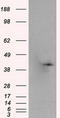 Pleckstrin antibody, LS-C114974, Lifespan Biosciences, Western Blot image 