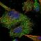 Homer Scaffold Protein 2 antibody, PA5-59078, Invitrogen Antibodies, Immunofluorescence image 