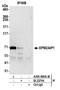 EPM2A-interacting protein 1 antibody, A305-680A-M, Bethyl Labs, Immunoprecipitation image 