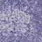 Calcium-binding and spermatid-specific protein 1 antibody, PA5-60590, Invitrogen Antibodies, Immunohistochemistry frozen image 