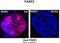 Pituitary homeobox 3 antibody, orb329700, Biorbyt, Immunofluorescence image 