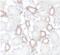 Leucine Rich Repeat Kinase 2 antibody, FNab10520, FineTest, Immunohistochemistry frozen image 
