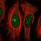 Zinc finger protein 106 antibody, HPA054267, Atlas Antibodies, Immunofluorescence image 