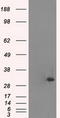 Troponin I3, Cardiac Type antibody, TA500256, Origene, Western Blot image 