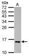 Galectin-2 antibody, NBP2-16582, Novus Biologicals, Western Blot image 