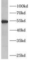 Fizzy And Cell Division Cycle 20 Related 1 antibody, FNab03265, FineTest, Western Blot image 