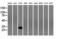 Four and a half LIM domains protein 1 antibody, GTX84495, GeneTex, Western Blot image 