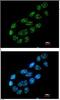 Nuclear pore glycoprotein p62 antibody, ab96134, Abcam, Immunocytochemistry image 