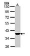 Quinone oxidoreductase PIG3 antibody, orb73803, Biorbyt, Western Blot image 