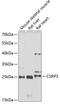 Cysteine And Glycine Rich Protein 3 antibody, 22-320, ProSci, Western Blot image 