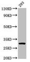 RPA34 antibody, CSB-PA01555A0Rb, Cusabio, Western Blot image 