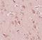 Protein FAM59B antibody, PA5-20846, Invitrogen Antibodies, Immunohistochemistry frozen image 