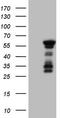 Basic Helix-Loop-Helix Family Member E41 antibody, TA806354S, Origene, Western Blot image 
