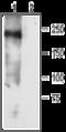 Sodium Voltage-Gated Channel Alpha Subunit 3 antibody, GTX16937, GeneTex, Western Blot image 
