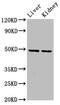 DLTS antibody, LS-C670016, Lifespan Biosciences, Western Blot image 